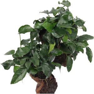 Dennerle Aquariumpflanze Mbuna mittel mit Anubias Nana auf Holzwurzel.