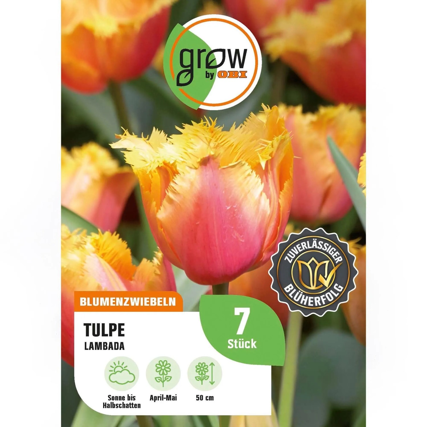GROW by OBI Tulpe Lambada Orange 5 Stück Tulipa fringed Lambada