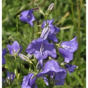 Nahaufnahme der pfirsichblütigen Glockenblume Azure Beauty, eine blaue Staude.