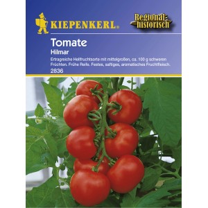 Kiepenkerl Tomatensamen Hilmar: Strauch mit reifen, roten Tomaten.