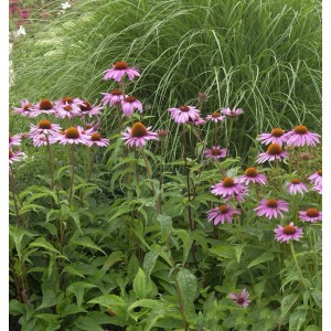 Sonnenhut Magnus (Echinacea purpurea) im Garten mit lila Blüten und grünen Blättern.