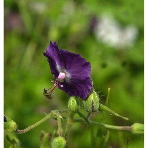 Nahaufnahme einer einzelnen, dunkelvioletten Blüte des Braunen Storchenschnabels (Geranium phaeum).