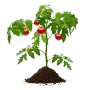 Tomatenpflanze mit reifen, roten Tomaten in Galamio Gemüseerde.
