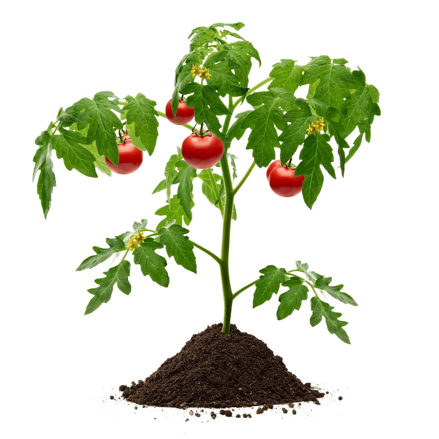Tomatenpflanze mit reifen, roten Tomaten in Galamio Gemüseerde.