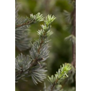 Nahaufnahme der blaugrünen Nadeln einer Libanon-Zeder (Cedrus Libani), einem immergrünen Hausbaum.