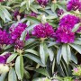 Purpurroter Rhododendron Old Port (40–50 cm) mit grünen Blättern und Blütenknospen.