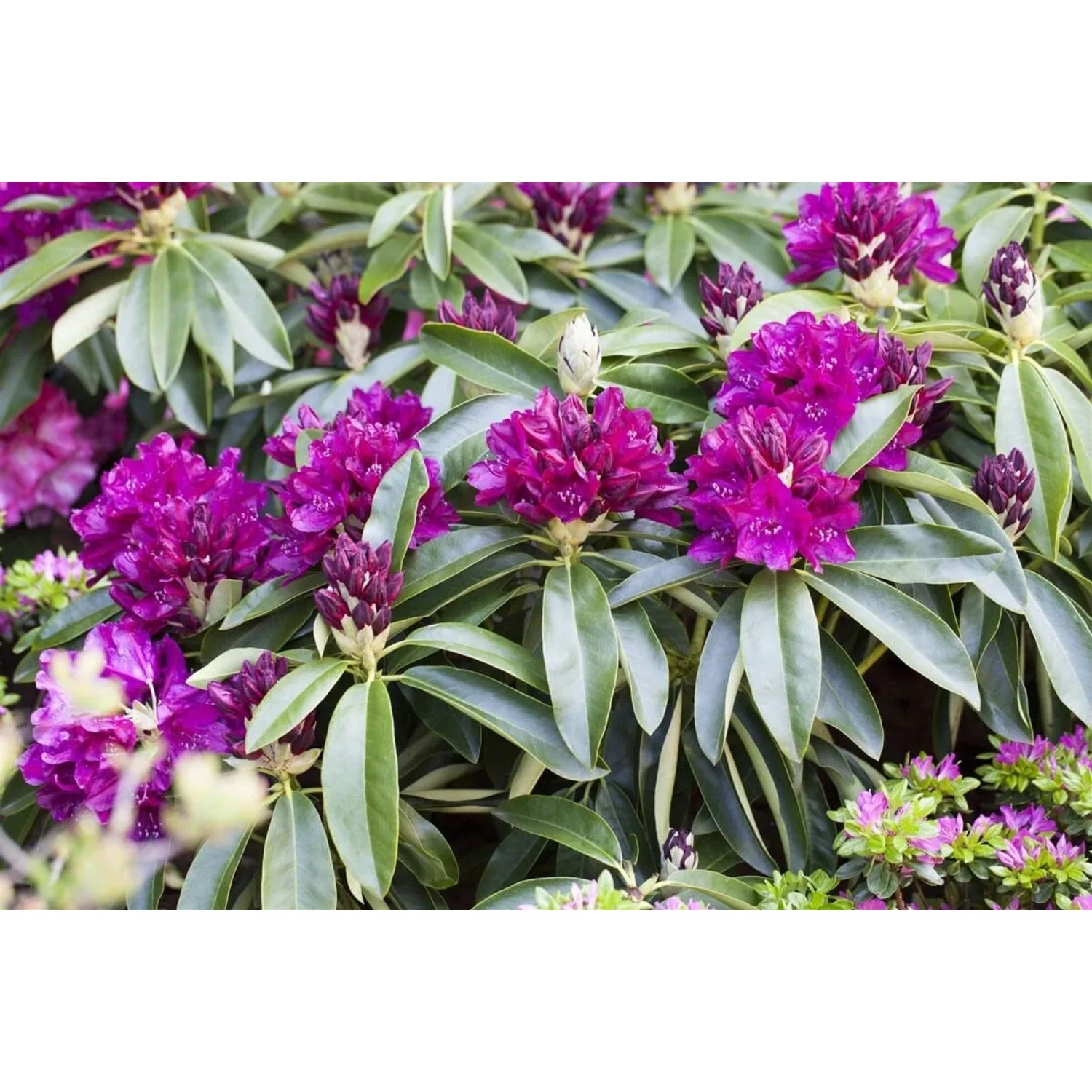 Purpurroter Rhododendron Old Port (40–50 cm) mit grünen Blättern und Blütenknospen.