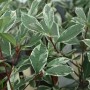 Glanzmispel Louise Hochstamm, Photinia fraseri mit grün-weiß panaschierten Blättern.