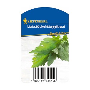 Kiepenkerl Maggikraut Verino im Topf, Küchenkräuter für Suppen und Eintöpfe.