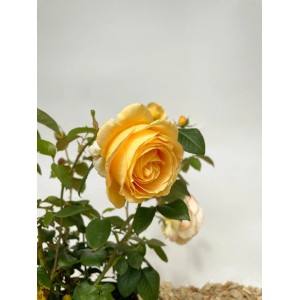 Baumfink Edelrose Candlelight im Topf mit gelber Blüte und grünen Blättern.