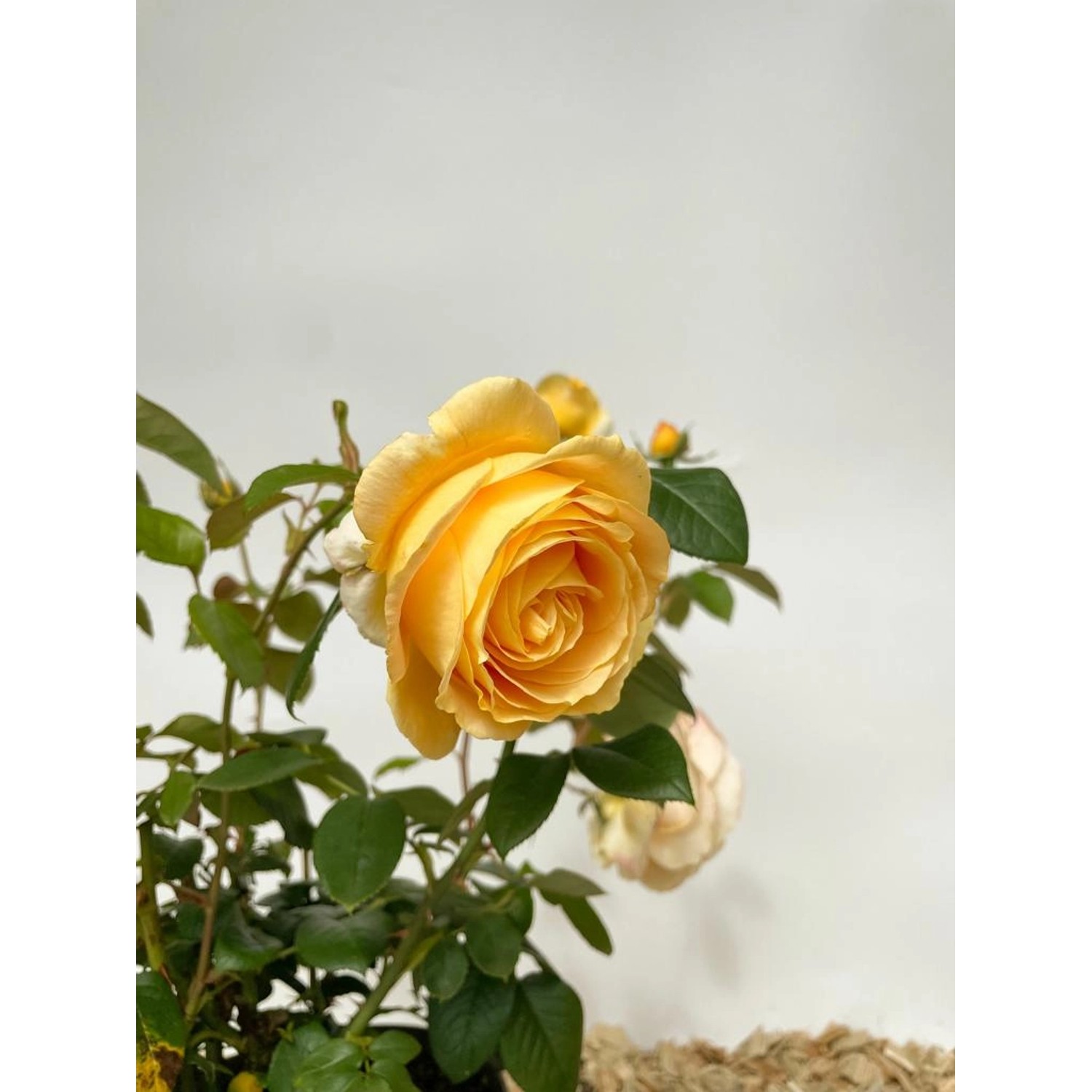 Baumfink Edelrose Candlelight im Topf mit gelber Blüte und grünen Blättern.