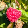Nahaufnahme einer reifen, roten Himbeere Sanibelle am Strauch.