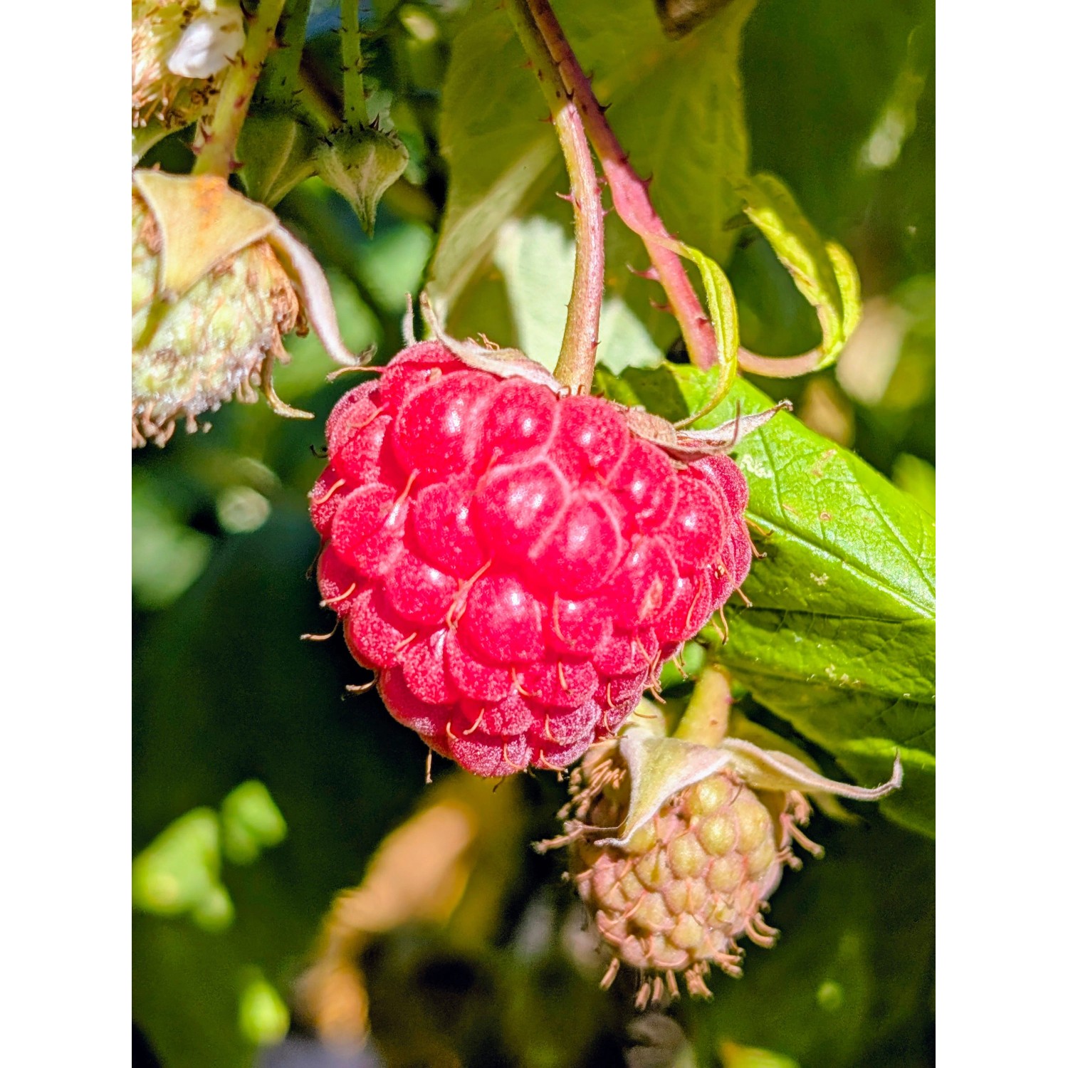 Himbeere Sanibelle 40 - 60 cm Rubus idaeus