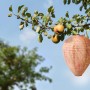 Gardigo Wespennest-Attrappe (2er Set) hängt am Baum, um Wespen fernzuhalten.