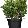 Gelber OBI Rhododendron Goldkrone im Topf, ca. 20-30 cm hoch.