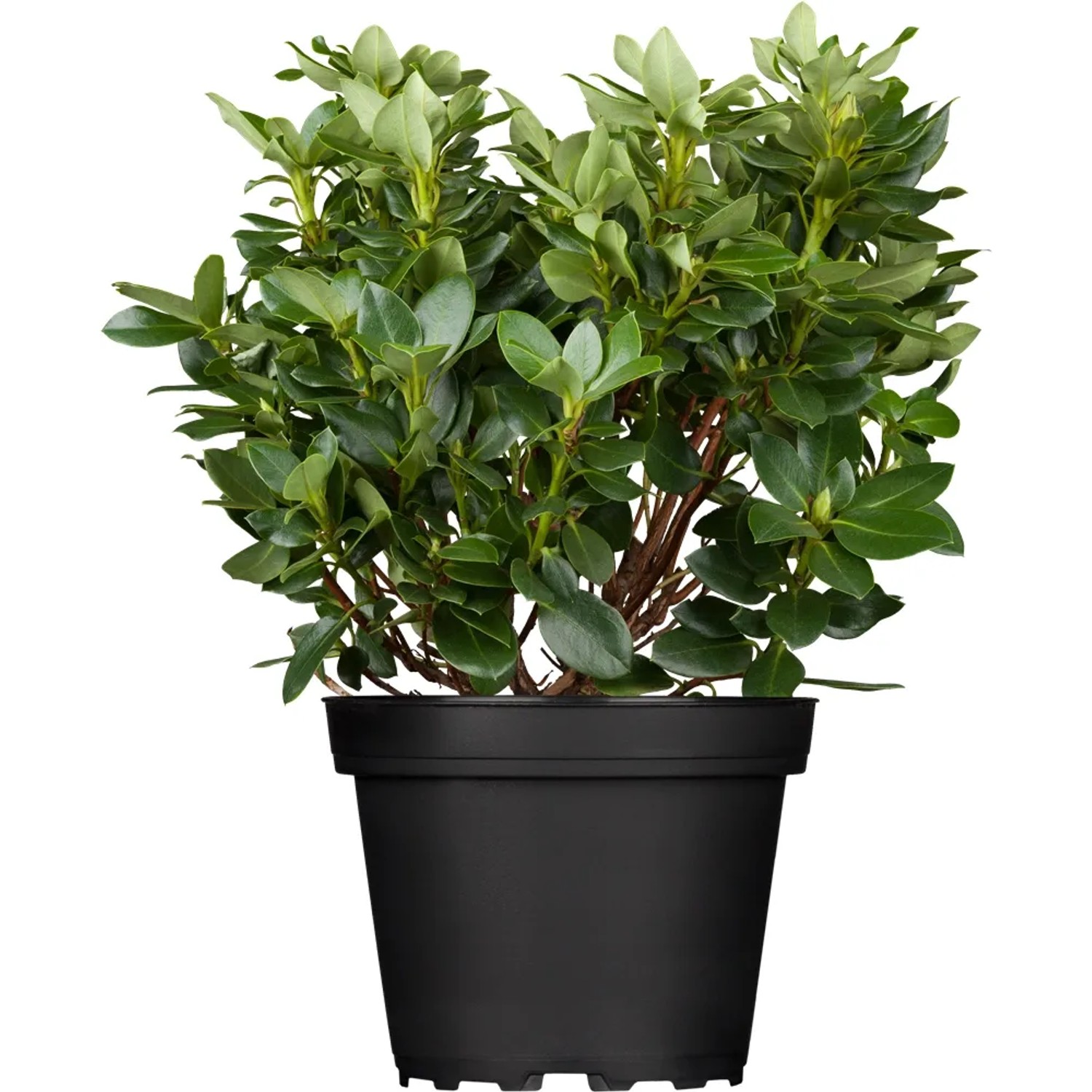 Gelber OBI Rhododendron Goldkrone im Topf, ca. 20-30 cm hoch.