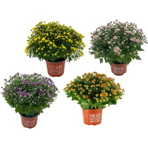 Chrysanthemen in Kugelform, verschiedene Farben im Topf (ca. 14 cm Ø).