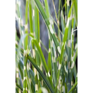 Detailaufnahme des gestreiften Zebragrases (Miscanthus Strictus) im Topf.