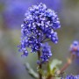 Nahaufnahme der blauen Blüten der Säckelblume Blue Sapphire (Ceanothus impressus).