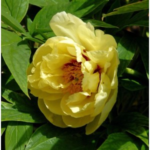 Gelbe Strauchpfingstrose Hai Huang (Paeonia suffruticosa) mit grünen Blättern.