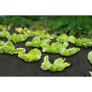 Schwarzes Unkrautvlies (5x1,5m) im Einsatz im Gartenbeet mit Salatpflanzen.