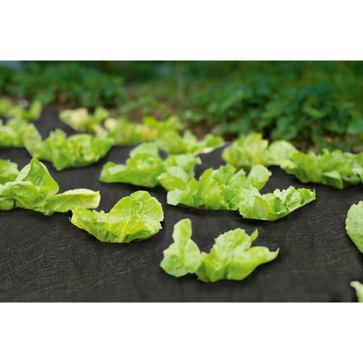Schwarzes Unkrautvlies (5x1,5m) im Einsatz im Gartenbeet mit Salatpflanzen.