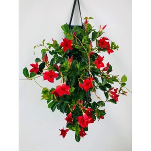 Dipladenia Sundaville Rot im Wandhänger, ca. 45-50 cm hoch, Topf ca. 15 cm Ø. Balkonpflanze mit roten Blüten.