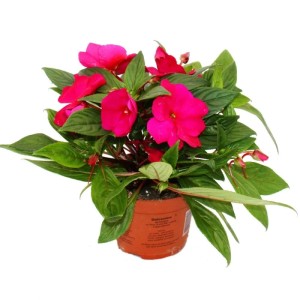 Set aus 3 Edel-Lieschen 'Hot Pink' im 12cm Topf. Bunte Sommerblüher für Balkon und Garten.