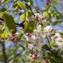 Blühender Zierapfel 'Malus Evereste' mit weißen Blüten und rosa Knospen im Frühling.