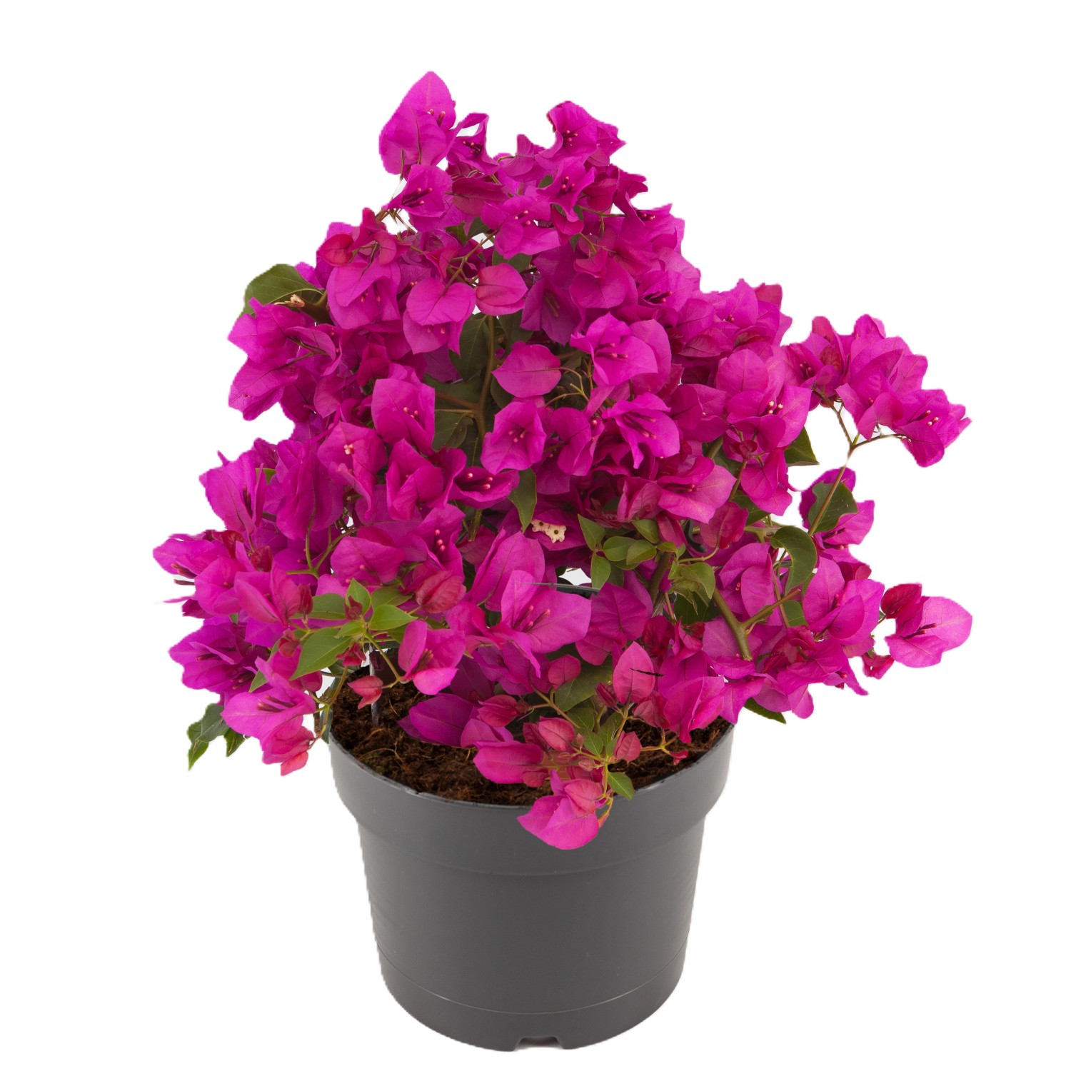 Bougainvillea kaufen bei OBI