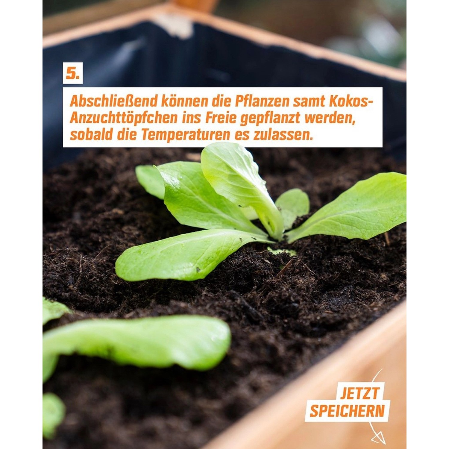 Jungpflanze in Kokosfaser Anzuchttopf, bereit zum Auspflanzen. Pflanzenanzucht leicht gemacht.