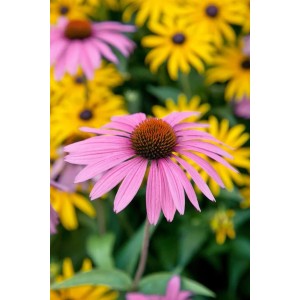 Nahaufnahme eines rubinroten Sonnenhuts (Echinacea) mit gelben Blüten im Hintergrund.