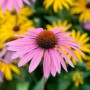 Nahaufnahme eines rubinroten Sonnenhuts (Echinacea) mit gelben Blüten im Hintergrund.