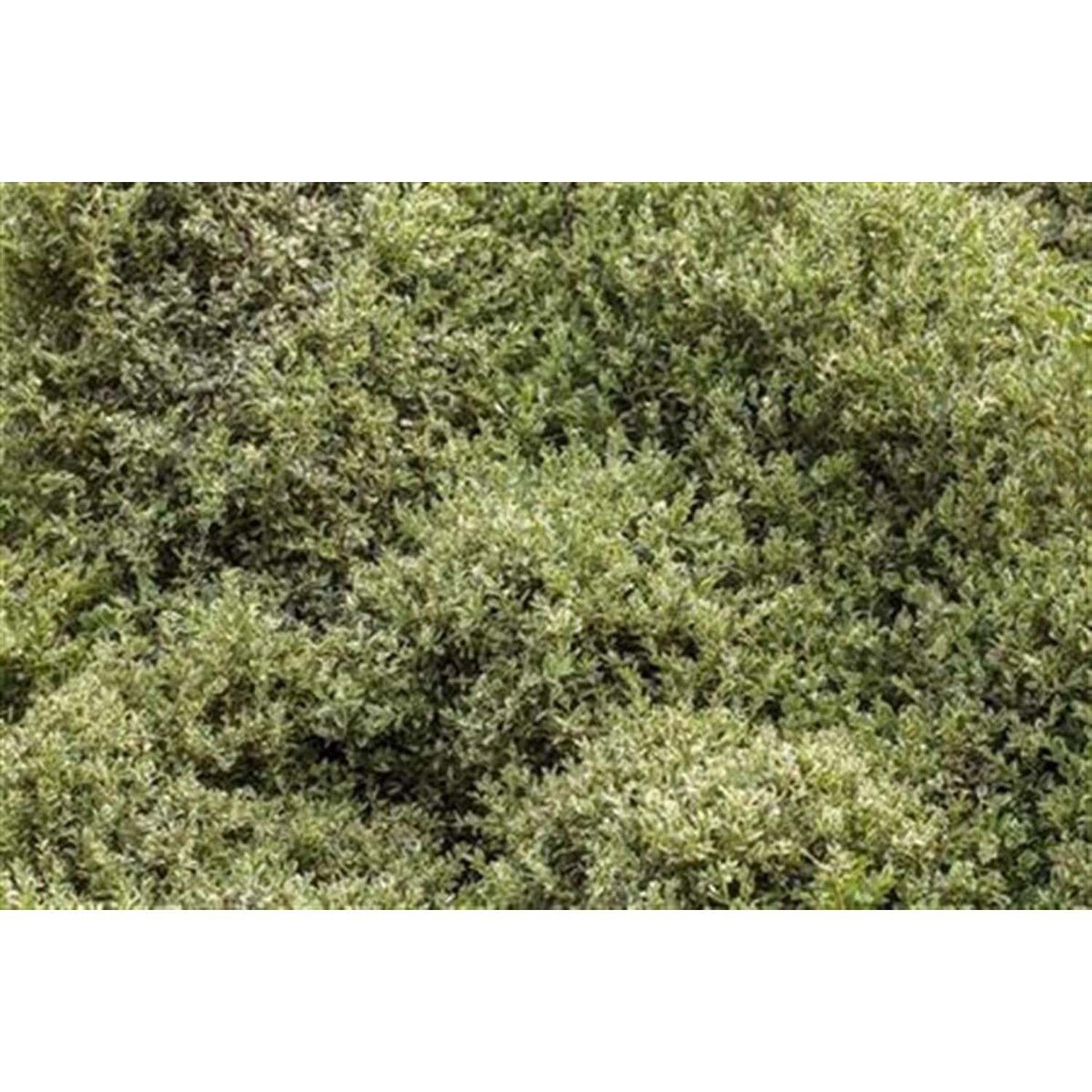 Buxus sempervirens 'Elegantissima' 150-175 cm günstig online kaufen