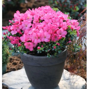 Buxsartige Japanische Azalee Anouk 25-30cm - Rhododendron obtusum - Zwerg Alpenrose
