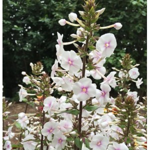 Wiesen-Flammenblume Omega (Phlox Maculata) mit weißen Blüten und rosa Mitte.