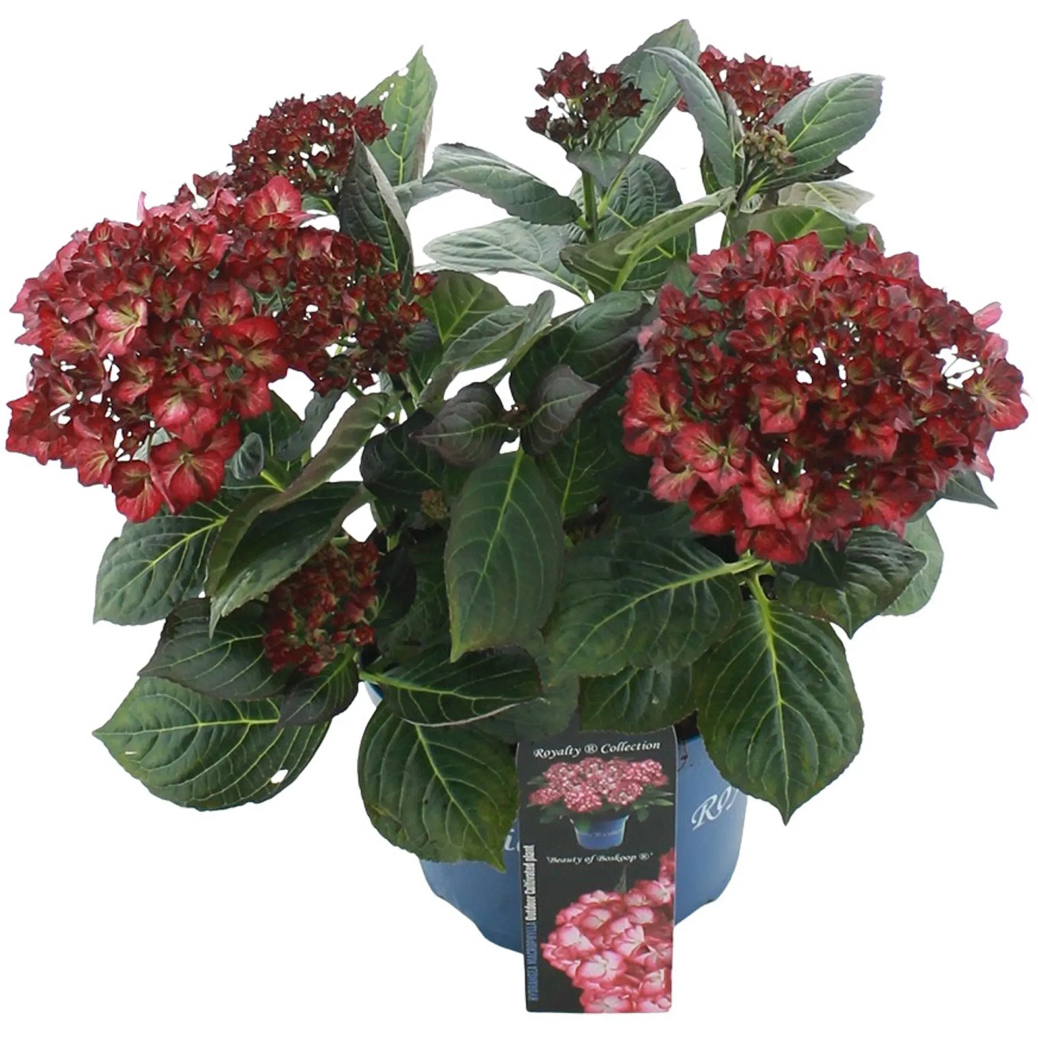 Gartenhortensie Beauty of Boskoop Rot im Topf, ca. 20-30 cm hoch.