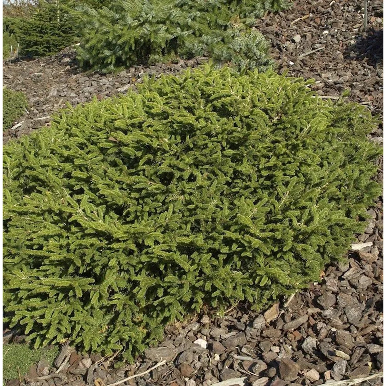 Blaue Pummelfichte 40-50cm - Picea abies