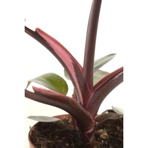 Philodendron Pink Princess, ca. 25 cm hoch, mit pinkfarbenen Akzenten im Topf.