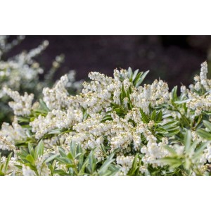 Nahaufnahme der Japanischen Lavendelheide 'Cupido' mit weißen Blüten.