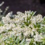 Nahaufnahme der Japanischen Lavendelheide 'Cupido' mit weißen Blüten.