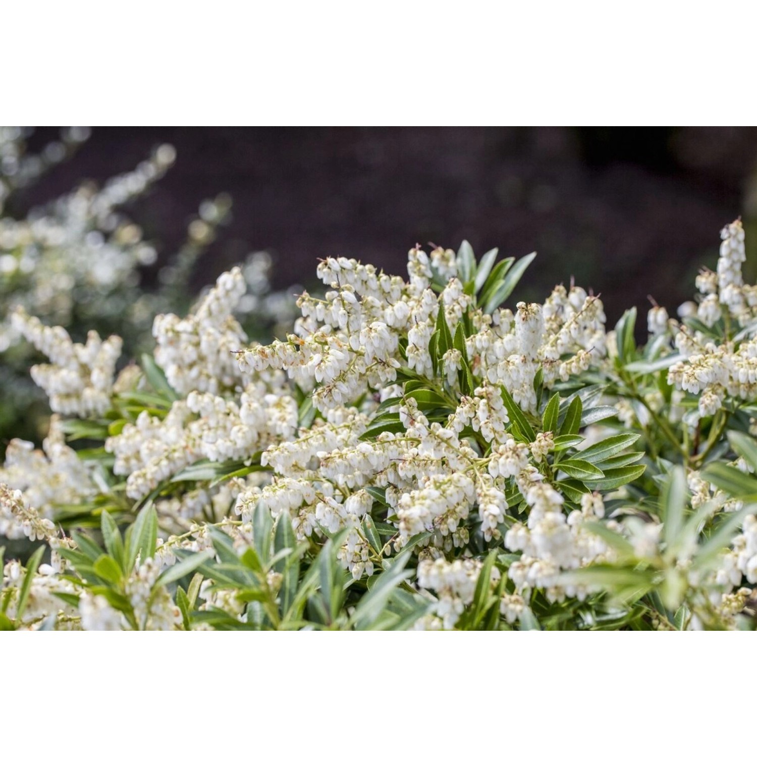 Pieris Japonica Cupido Japanische Lavendelheide 30–40 cm günstig online kaufen