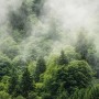Komar Fototapete Vlies Forest Land: Nebelverhangener Wald mit grünen Bäumen.
