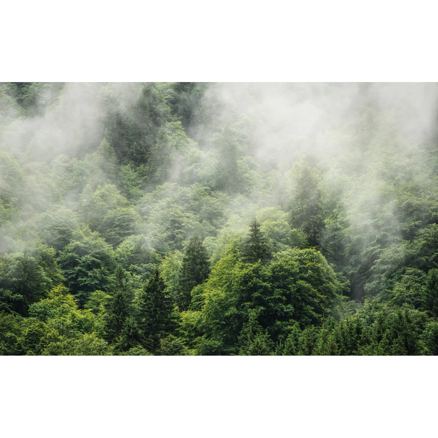 Komar Fototapete Vlies Forest Land  400 x 250 cm