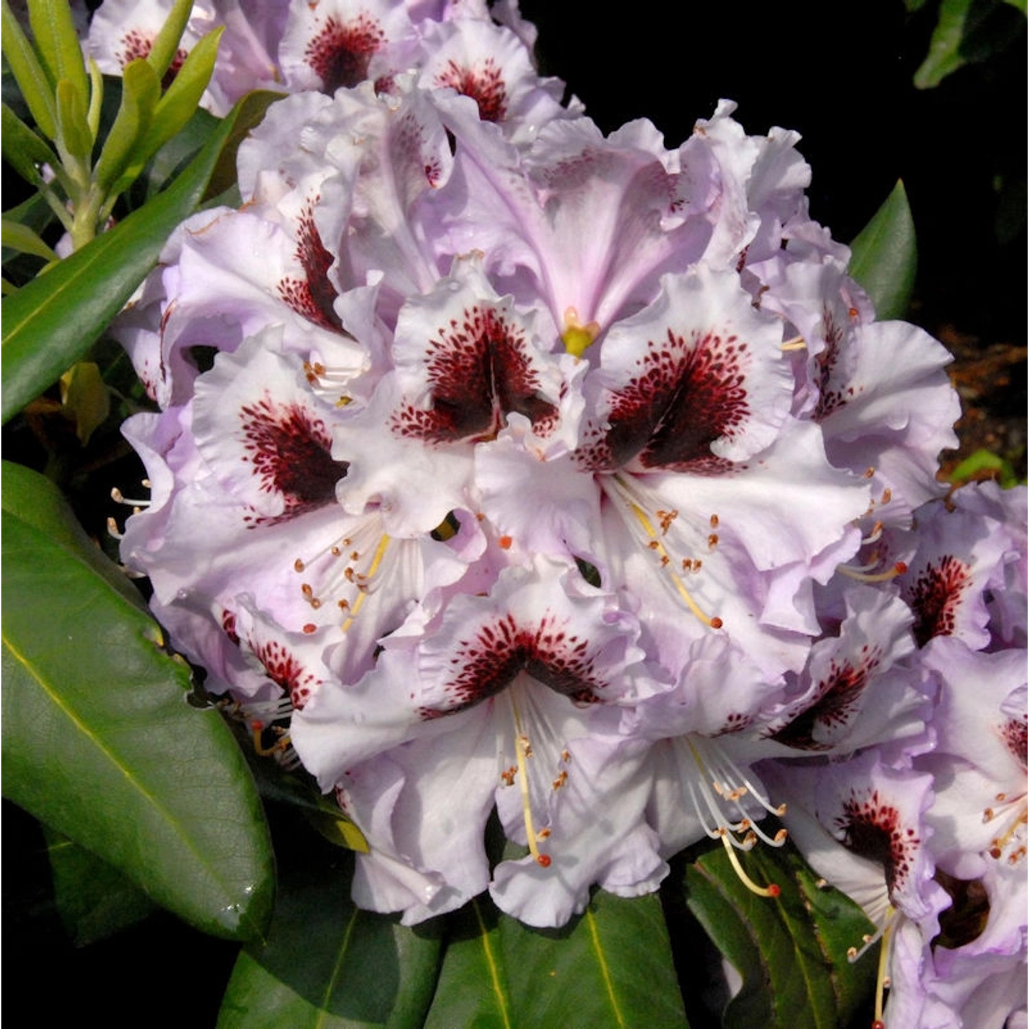 INKARHO - Großblumige Rhododendron Pinguin 25-30cm - Alpenrose günstig online kaufen