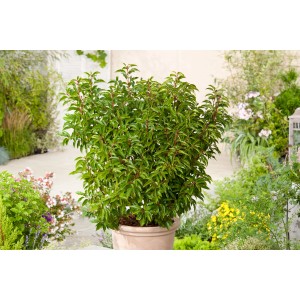 Portugiesischer Kirschlorbeer 'Angustifolia' im Topf, ca. 40cm hoch, immergrün und schnittverträglich.