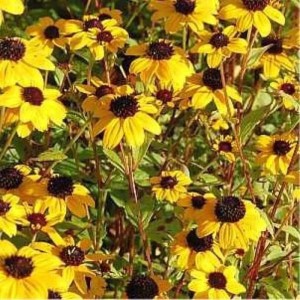 Gelbe Rudbeckia triloba (Sonnenhut) im Gartenbeet.