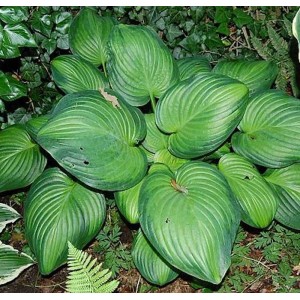 Funkie 'Guacamole' (Hosta cultorum) mit großen, hellgrünen Blättern im Garten.