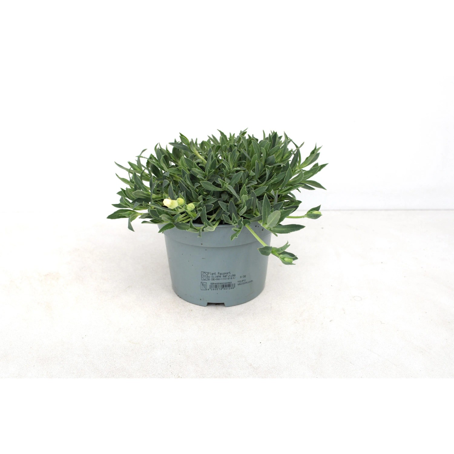 GROW BY OBI Leimkraut Silene mar.