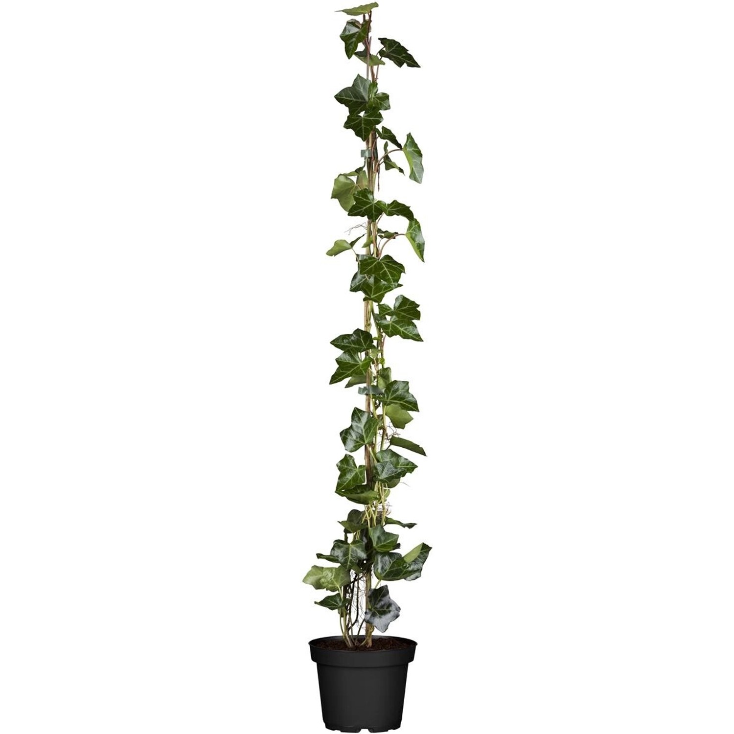 Hedera Helix Hibernica Irischer Efeu 80–100 cm günstig online kaufen